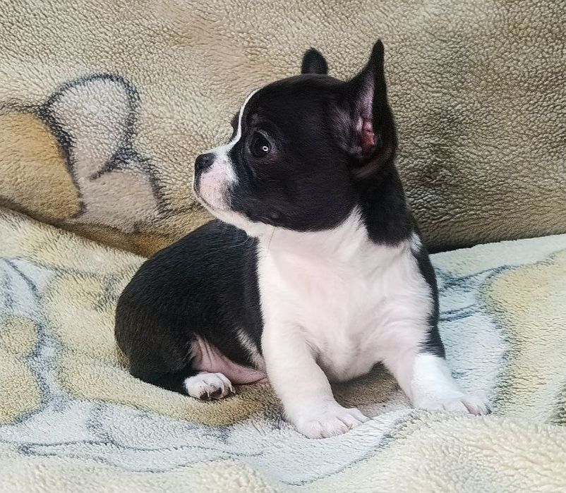 Пропоную дівчинку  чіхуахуа