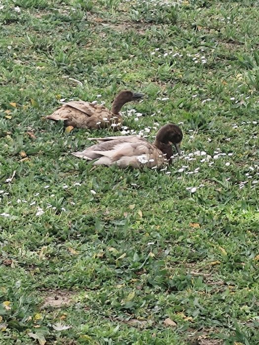 Trio de Patos kampel