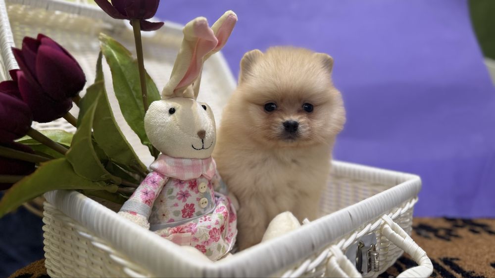 Дівчинка кроха шпиць