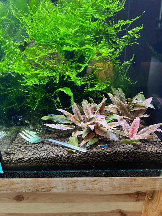 Stabilne krewetkarium