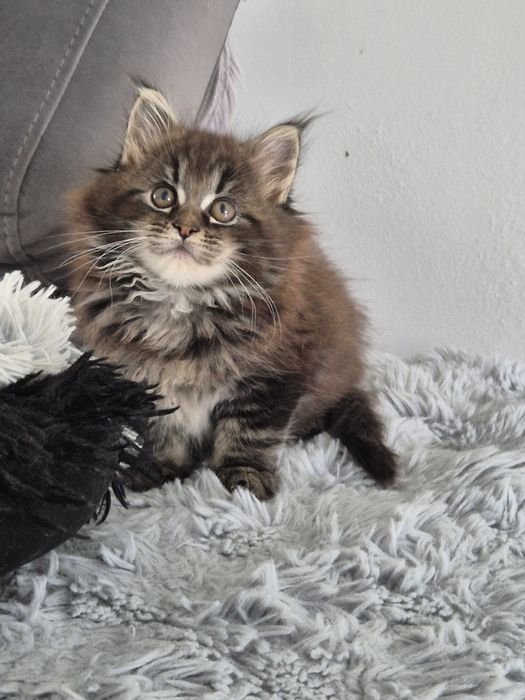 Piękna kotka Maine coon