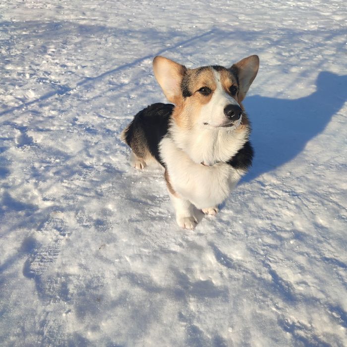 Продам цуценя Вельш корги пемброк