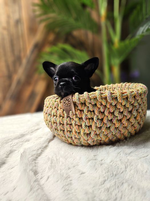 Chihuahua wyjątkowy chłopczyk dostępny