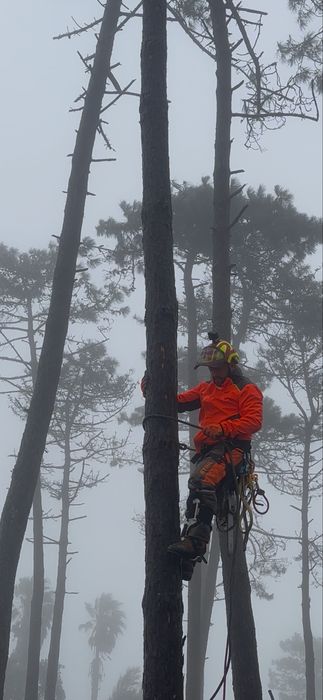 corte de arvores dificeis arborista /jardins/ limpeza terrenos