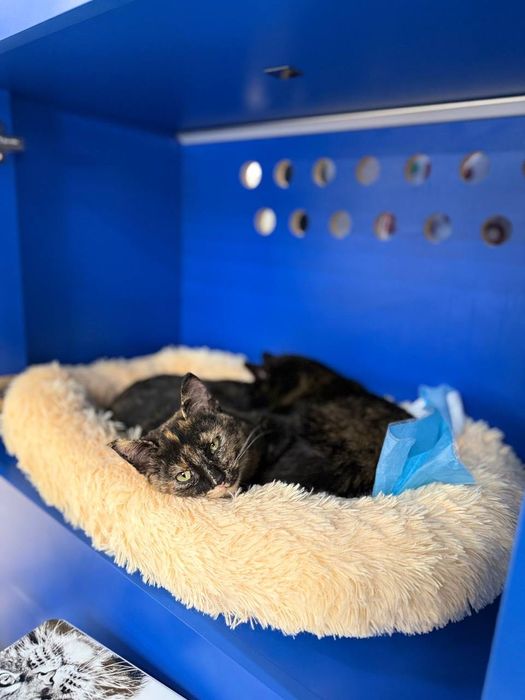 Несчастные кошечки бесплатно