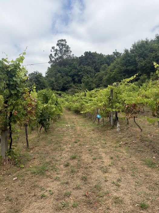 Terreno agricola