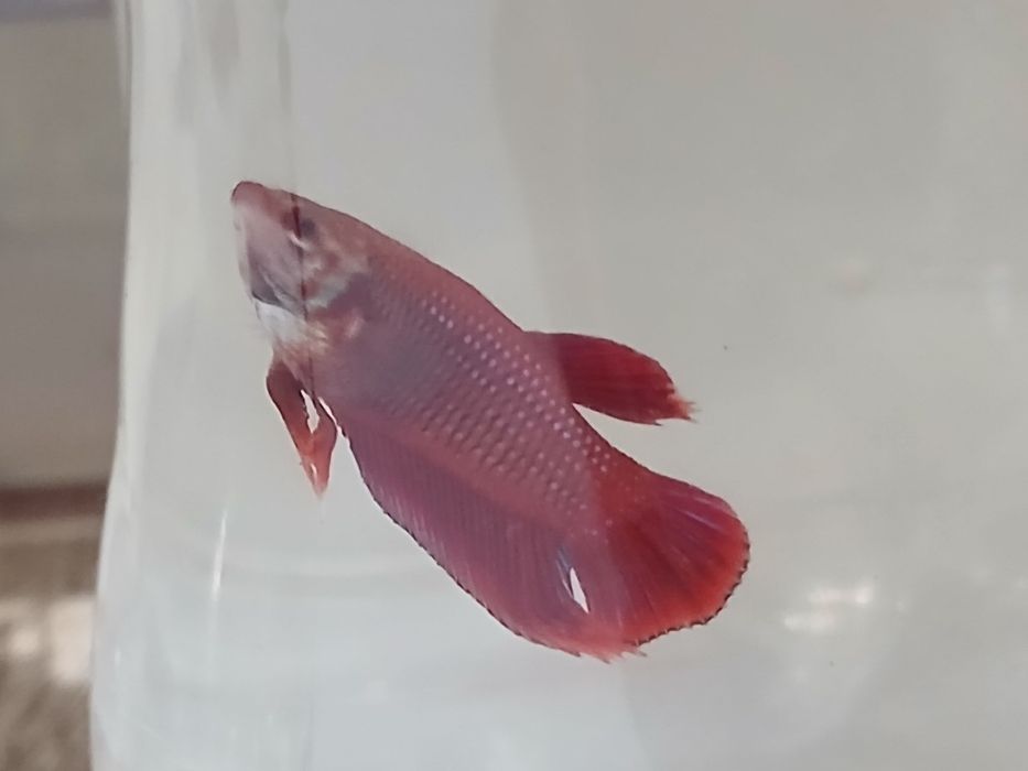 Bettas machos e femeas