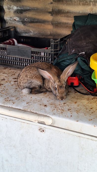 Coelhos  protos para mudar  de dono