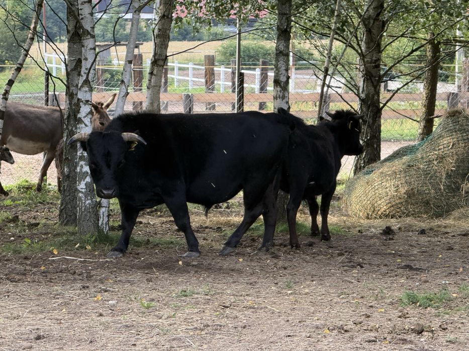 Byk czarny - bydło afrykańskie