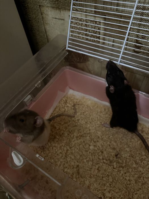 Бесплатно отдам