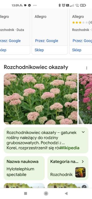 Sprzedam sadzonki kwiatów ogrodowych babcine niekłopotliwe tanio