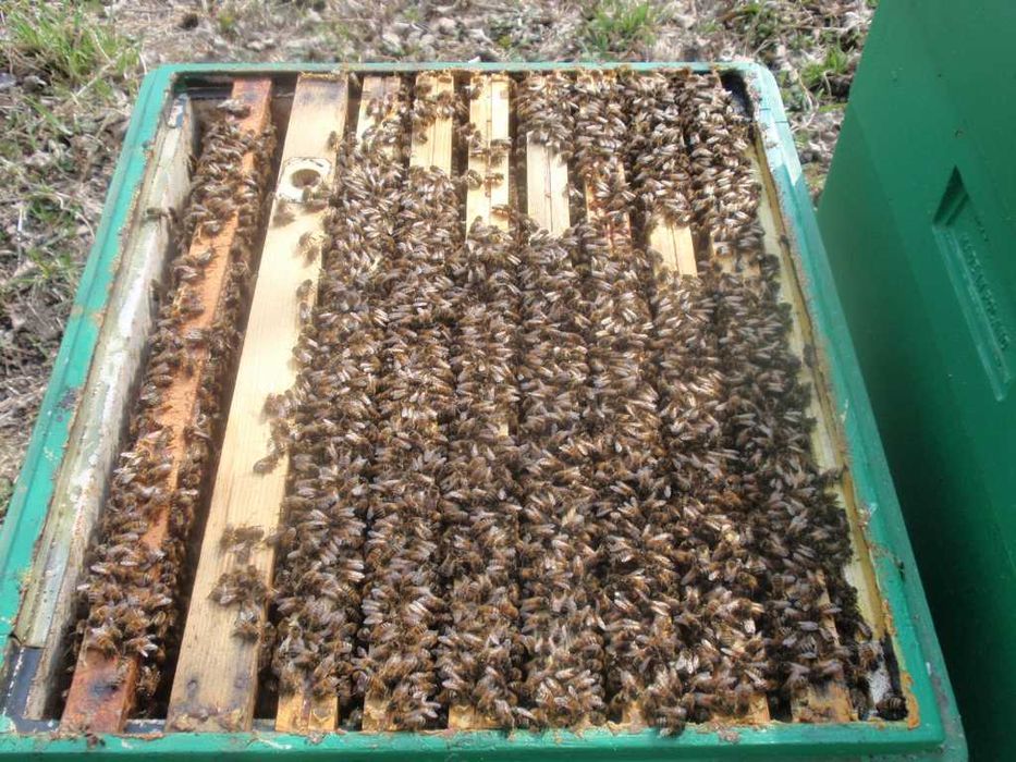 Rój pszczoły roje pszczele