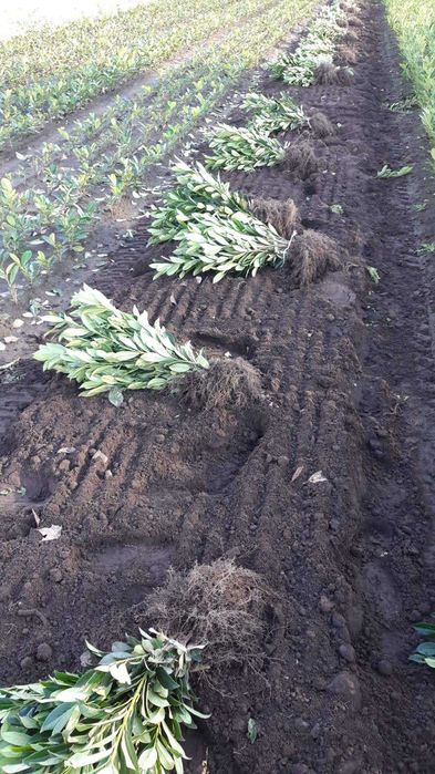 Laurowiśnia novita 70 cm - 80 cm ! Szkółkowana 2 x