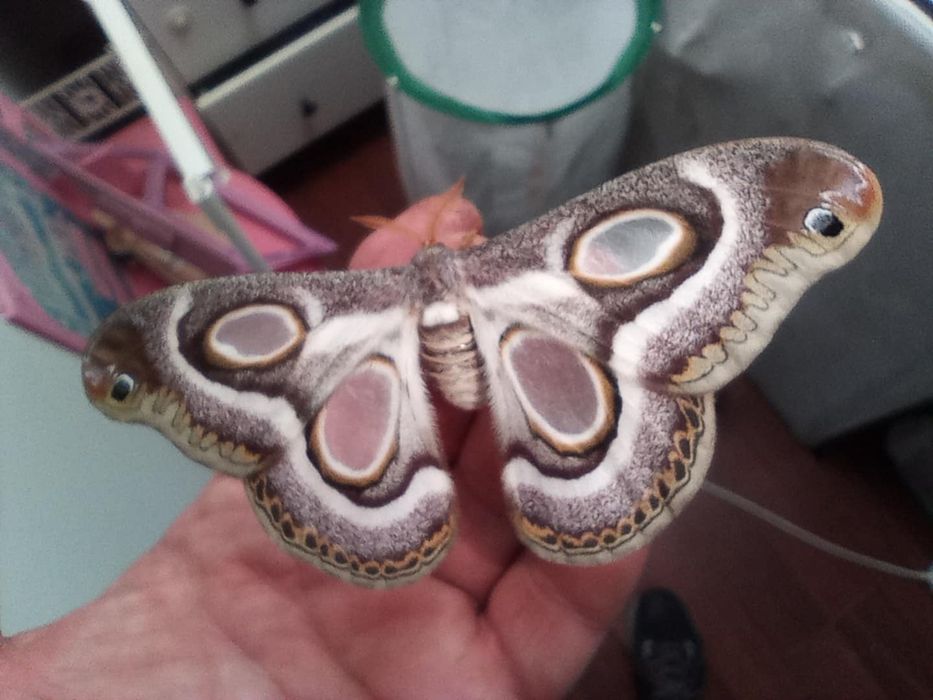 Argema mimosae poczwarka ćmy +inne gatunki