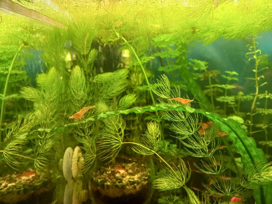 Krewetka czerwona pomarańczowa żółta