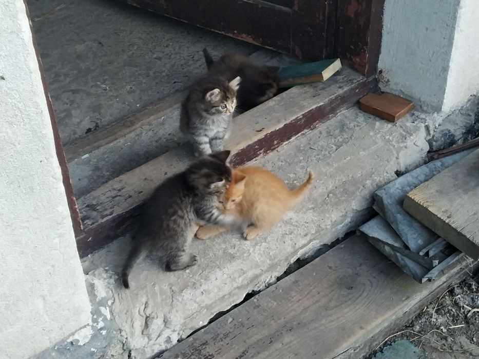 Віддам котят в добрі руки. НЕ ПИСАТИ В ОЛХ! Тільки дзвінки