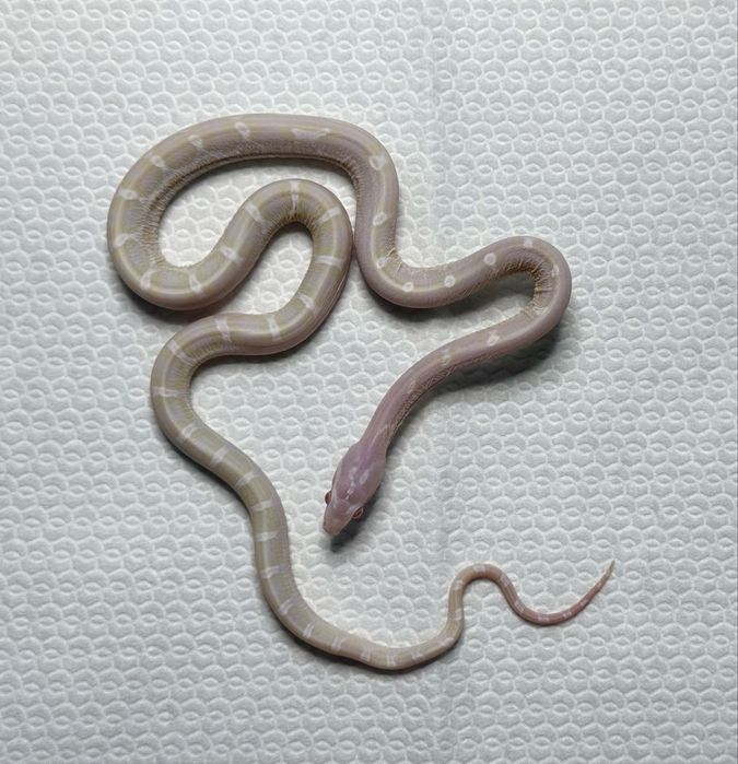 Samiec węża zbożowego