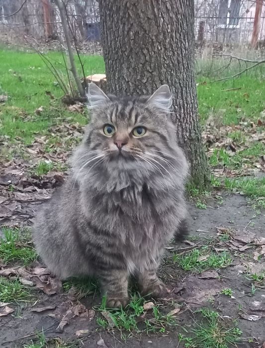 Моніка проситься в сім'ю