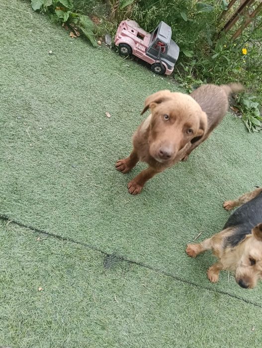 Cão jovem castanho