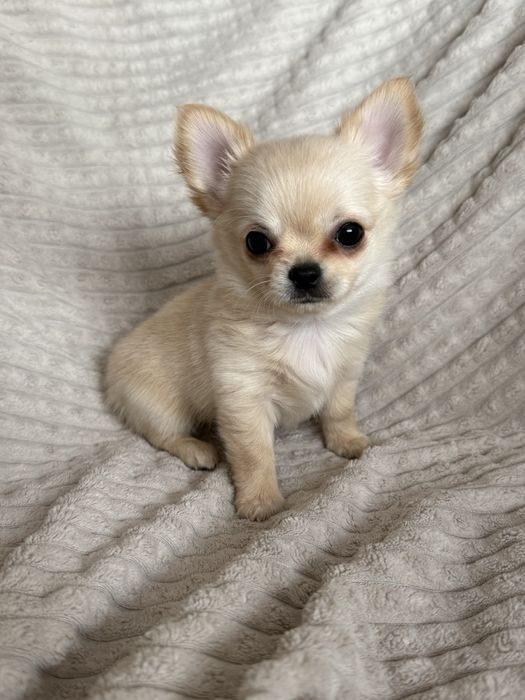 Chihuahua suczka długowłosa FCI rodowód