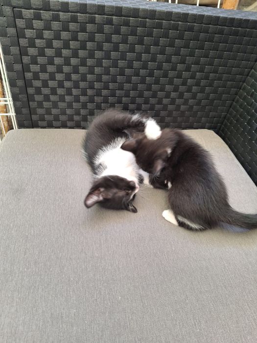 Doa-se gatinhos