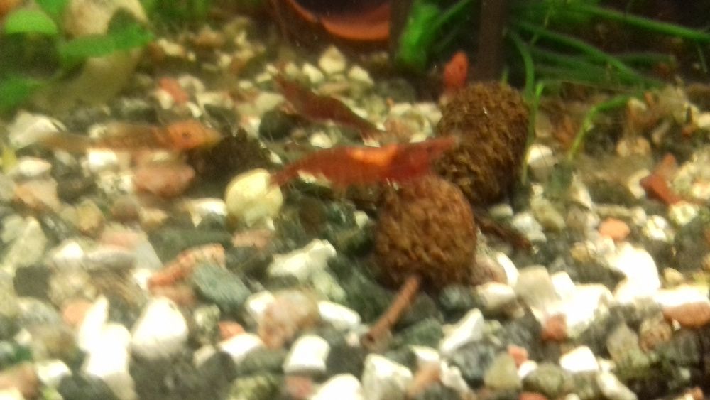 krewetka red cherry sakura