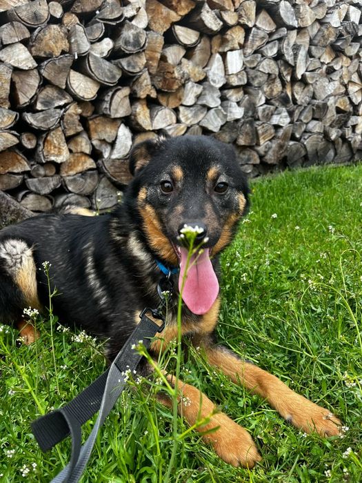 Frankie pies do adopcji