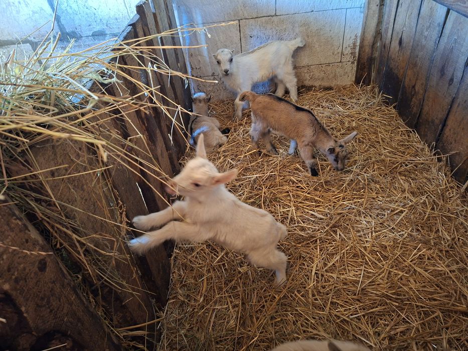 Терміново Дівчатка Зааноальпійські