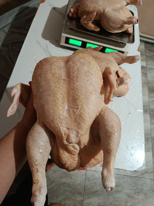 Бройлер домашній