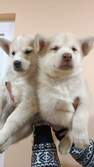 Американська акіта- красуні