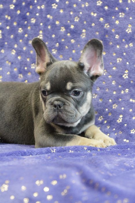 Французький бульдог