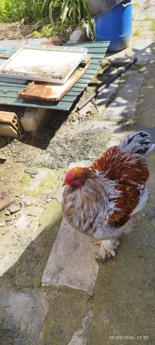 Tenho para troca galo brahma