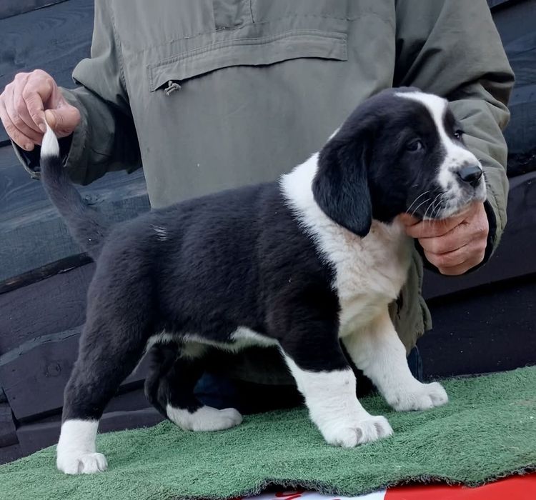 Цуценята САО(алабай) Середньоазіатська вівчарка