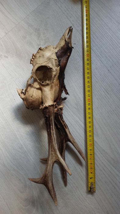 Wieniec kozła (sarny), poroże