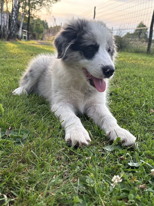 Border Collie Zkwp FCI piekny SHoW piesek. GOTOWY DO ODBIORU