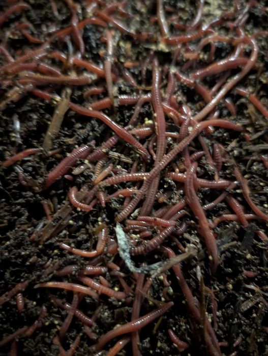 Robaki gnojaki 140/kg