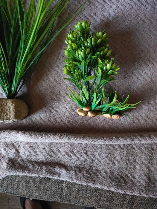 Rośliny do akwarium