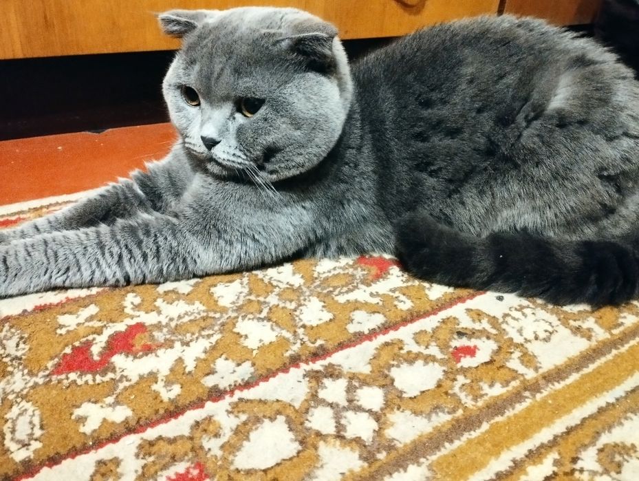 Шотландський вислоухий кіт .3 роки .