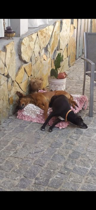 Ama de animais companhia