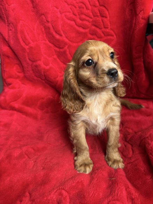 Cocker spaniel angielski szczeniak