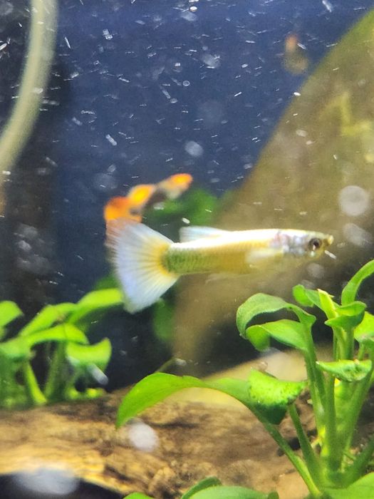 Guppys tuxedo koi