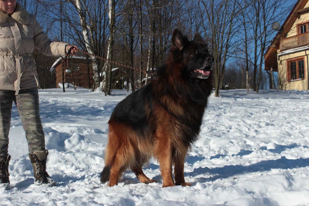 Owczarki niemieckie długowłose potężne linia Zw Świata FCI