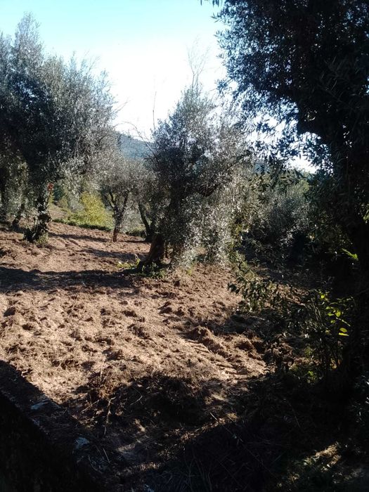 Terreno agricula