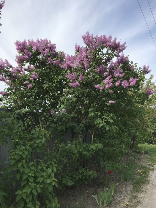 Земельный участок в Тростянце