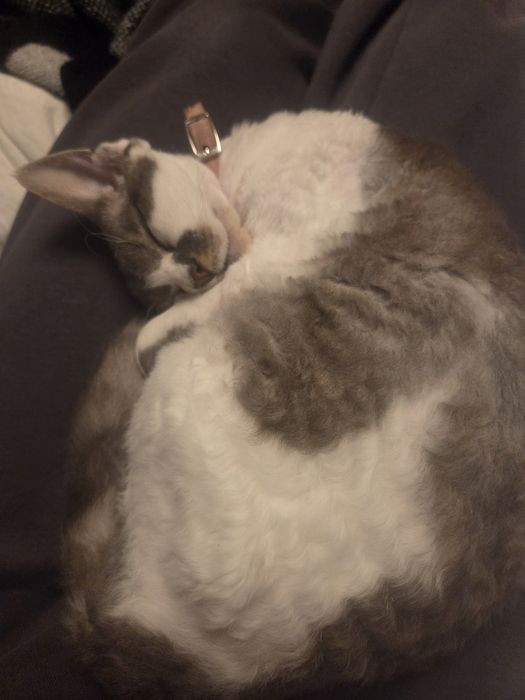 Devon rex najsłodsza kotka