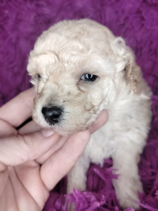 Pudel Toy/Miniatura w kolorze creme-apricot.

Rodzice maluszków to m