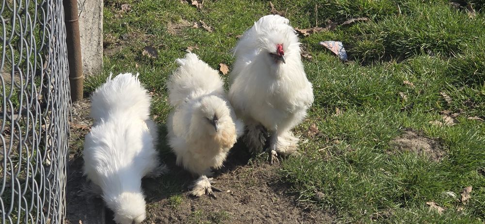 Sprzedam białe Silki