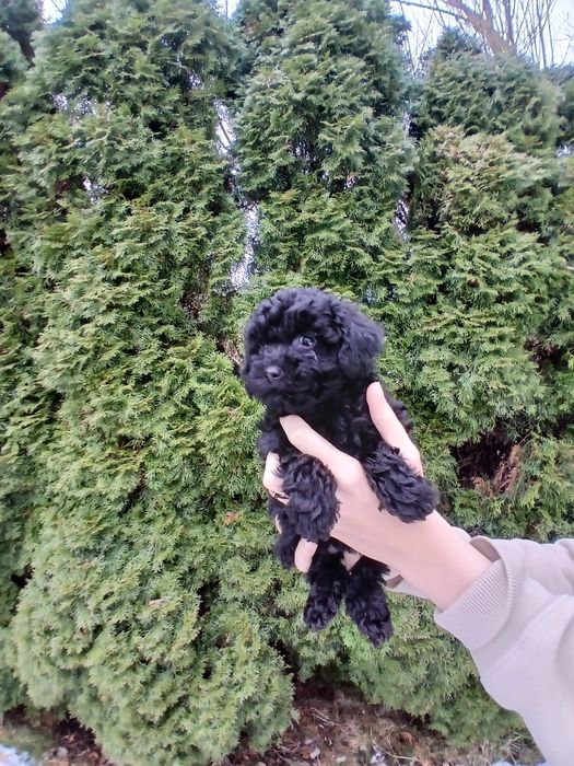 Pudel toy/ miniatura chłopczyk