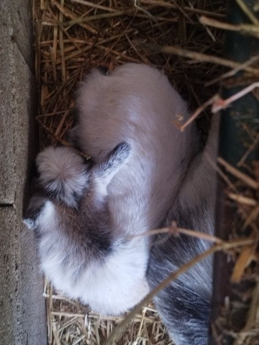 Cabrinhas anas para companhia
