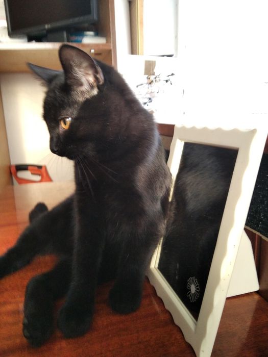 Кошенята, антистрес у дбайливі руки.